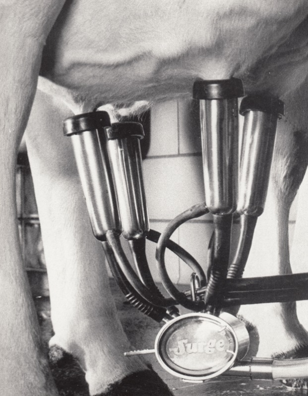 Ein Schwarz-Weiß-Foto einer Kuh mit einer Melkmaschine, die an den Eutern der Kuh befestigt ist und mit den Beinen der Kuh verbunden ist, vor einer Wand im Hintergrund.