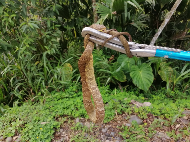 Eine Schlange windet sich um einen Metallkarabiner mit daran befestigten Scheren, vor einem Hintergrund aus Pflanzen, Bäumen und Steinen.