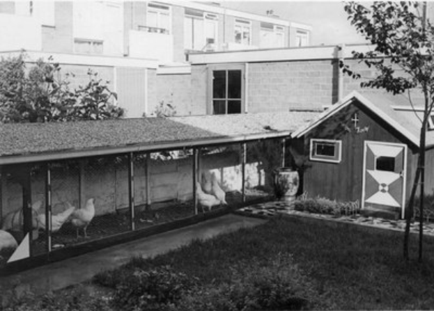 Schwarzes und weißes Foto von Hühnern in einem Stall mit Gras, Pflanzen, Bäumen und einem Gebäude mit Fenstern im Hintergrund.
