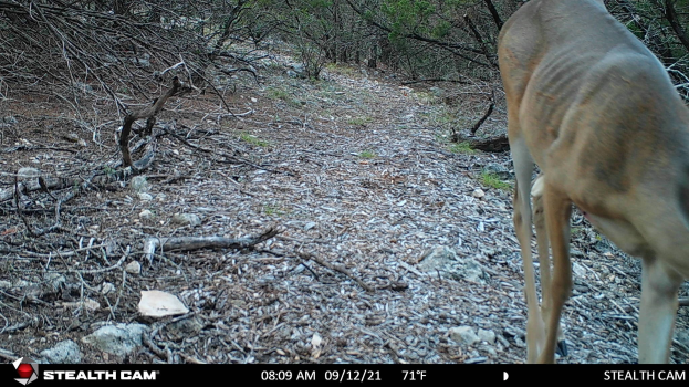 Ein Reh, das einen Schotterweg in einem bewaldeten Gebiet entlanggeht, umgeben von Steinen, Zweigen und Bäumen mit Text am unteren Rand, der "Stealth Cam - Hirschjagd in Texas" lautet.
