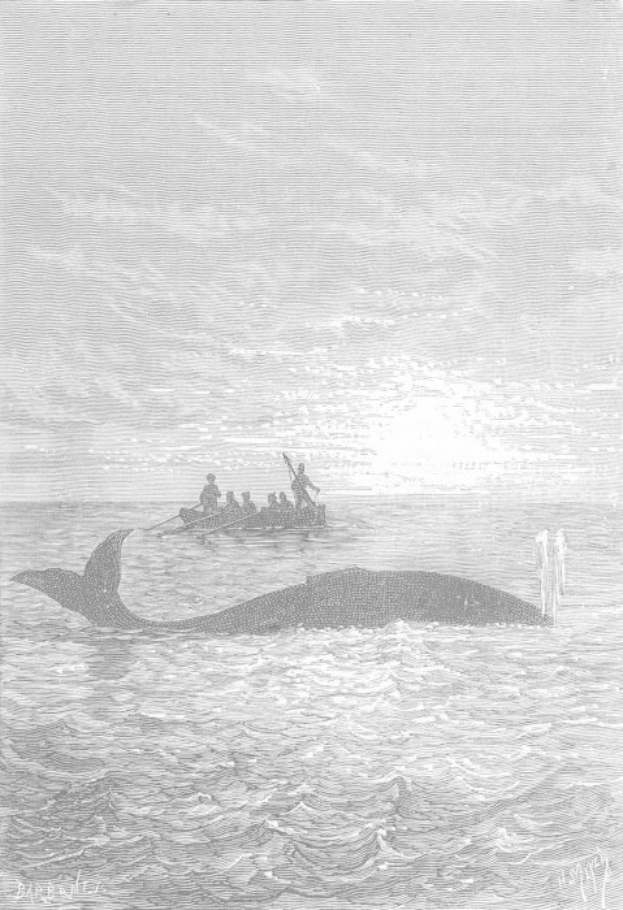 Schwarz-weiß-Illustration eines Buckelwals, der im Meer schwimmt, mit einem Boot im Hintergrund, das voller Menschen ist, und Text unten, der "Buckelwal von William Hogarth" liest.