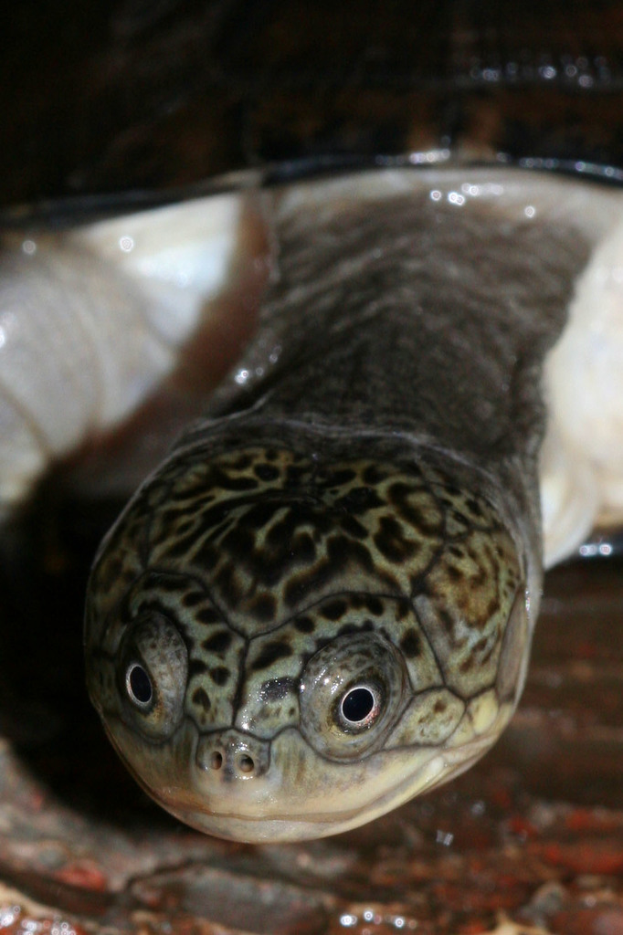 Eine Schildkröte wird auf einer Oberfläche gezeigt.