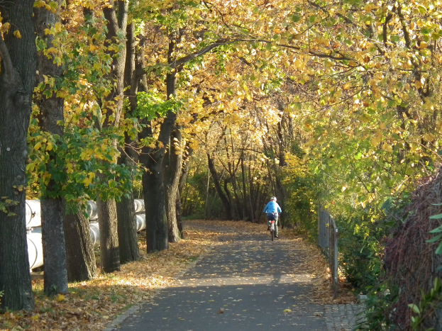 Eine Person fährt mit einem Fahrrad einen von Bäumen gesäumten Weg mit trockenen Blättern am Boden und einem Zaun auf der rechten Seite entlang.