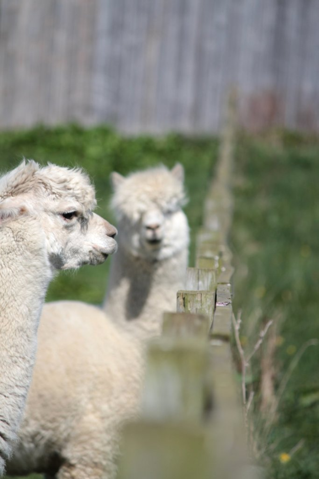 Schafe in wei√üer Farbe nahe einem hölzernen Zaun mit unscharfen Pflanzen im Hintergrund.