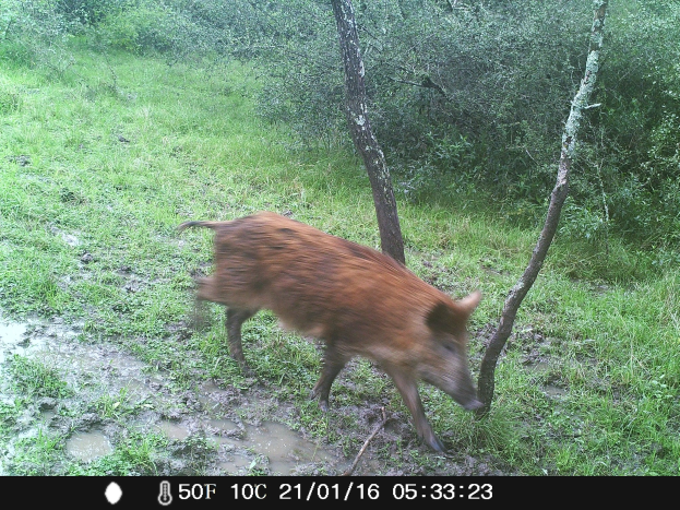 Wildschwein geht durch einen schlammigen Feld mit Gras und Bäumen im Hintergrund, Text unten im Bild.