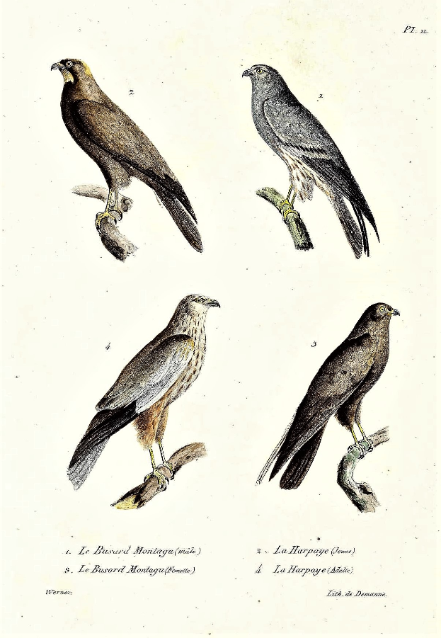 Drei Greifvögel, wahrscheinlich Habichte, sitzen auf einem Ast mit einem Papier darunter mit Wörtern und Zahlen.