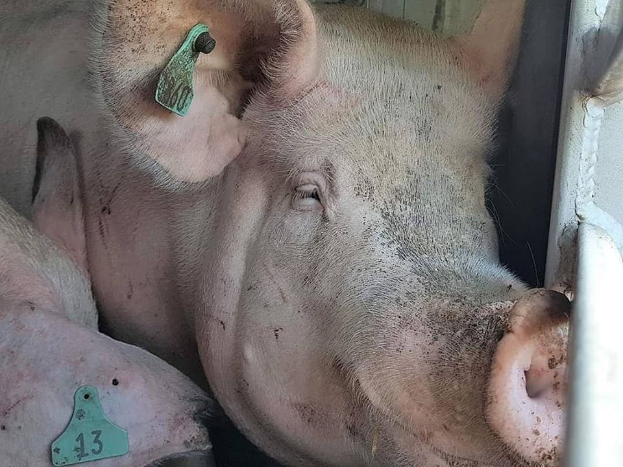 Zwei Schweine mit Ohrmarken liegen nebeneinander in einem Stall, mit einem Metallstab auf der rechten Seite und einem unbestimmten Objekt im Hintergrund.
