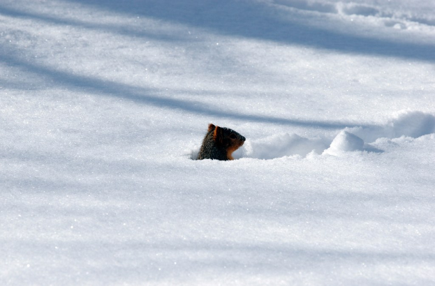 Eine Senf-Flasche liegt auf dem Schnee.