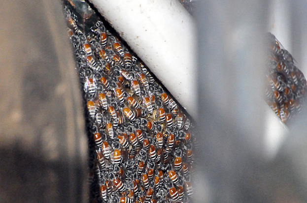 Nahaufnahme mehrerer Honigbienen auf einer Oberfläche.