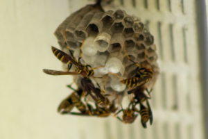 Ein Wespennest mit mehreren Honigbienen, die herumfliegen, vor einem unscharfen Hintergrund.