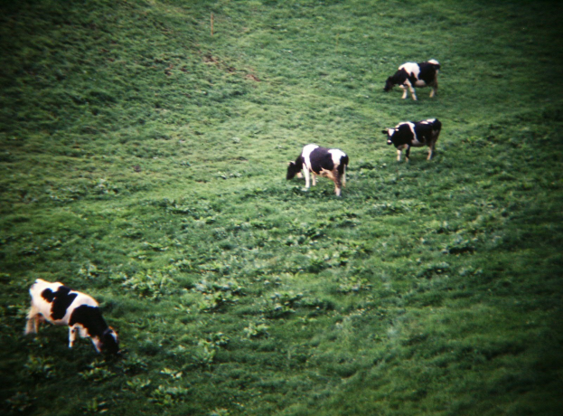 Eine Herde schwarzer und weißer Kühe, die auf einer saftig grünen Wiese unter einer strahlenden Sonne grasen.