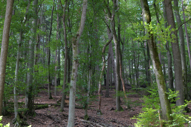 Ein dichter Wald mit hohen Bäumen und saftig grünen Pflanzen, der Boden bedeckt mit trockenen Blättern und Zweigen, schafft eine friedliche Atmosphäre.