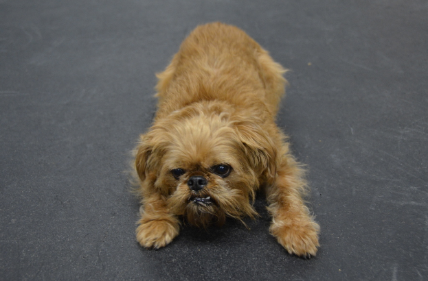 Ein Hund steht auf der Straße.