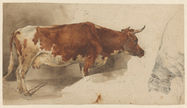 Eine braune und weiße Kuh steht aufrecht mit erhobenem Kopf und gespitzten Ohren neben einer anderen Kuh, die wegschaut, beide auf einem Papier mit Text, die zufrieden wirken.