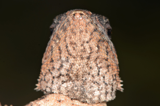 Nahaufnahme eines Gecko auf einem Ast vor schwarzem Hintergrund mit charakteristischem Gecko-Muster, erhobenem Kopf, weit aufgerissenen Augen und herausgestreckter Zunge.