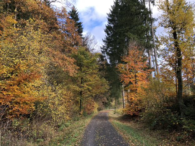 Ein Schotterweg schlängelt sich durch einen Wald mit Bäumen, die bunte rote, orange und gelbe Herbstblätter tragen, unter einem Himmel voller weißer, flauschiger Wolken.