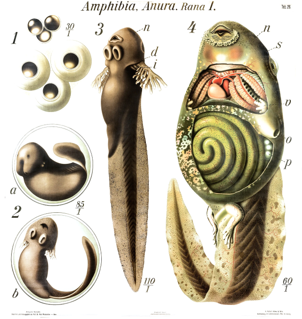 Ein Plakat mit dem Titel "Amphibia, Anura Rana 1" auf einem weißen Hintergrund, das Bilder verschiedener Amphibien, einen Fisch, eine Schildkröte und ein fischähnliches Wesen zeigt, sowie Zahlen und informativen Text über die Amphibien und ihre Lebensräume.