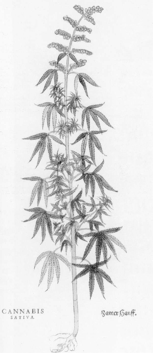 Schwarze und wei├če Strichzeichnung einer Cannabis sativa-Pflanze mit sichtbaren Bl├Ąttern und Stielen, beschriftet mit 'Cannabis Sativa' unten.